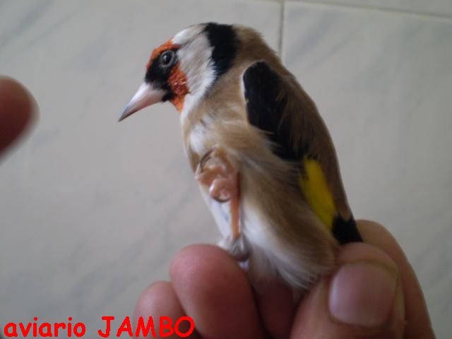 AVIARIO JAMBO