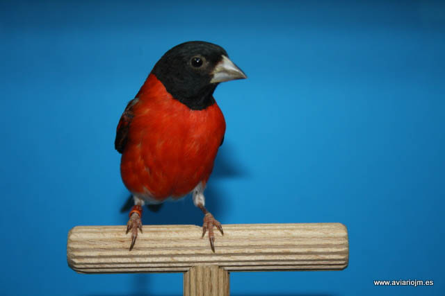 Macho Cardenalito de Venezuela Frontal.