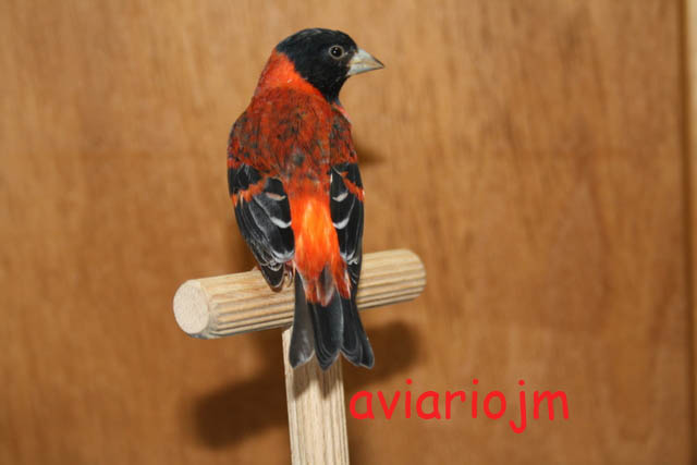 Macho Cardenalito de Venezuela Dorsal.